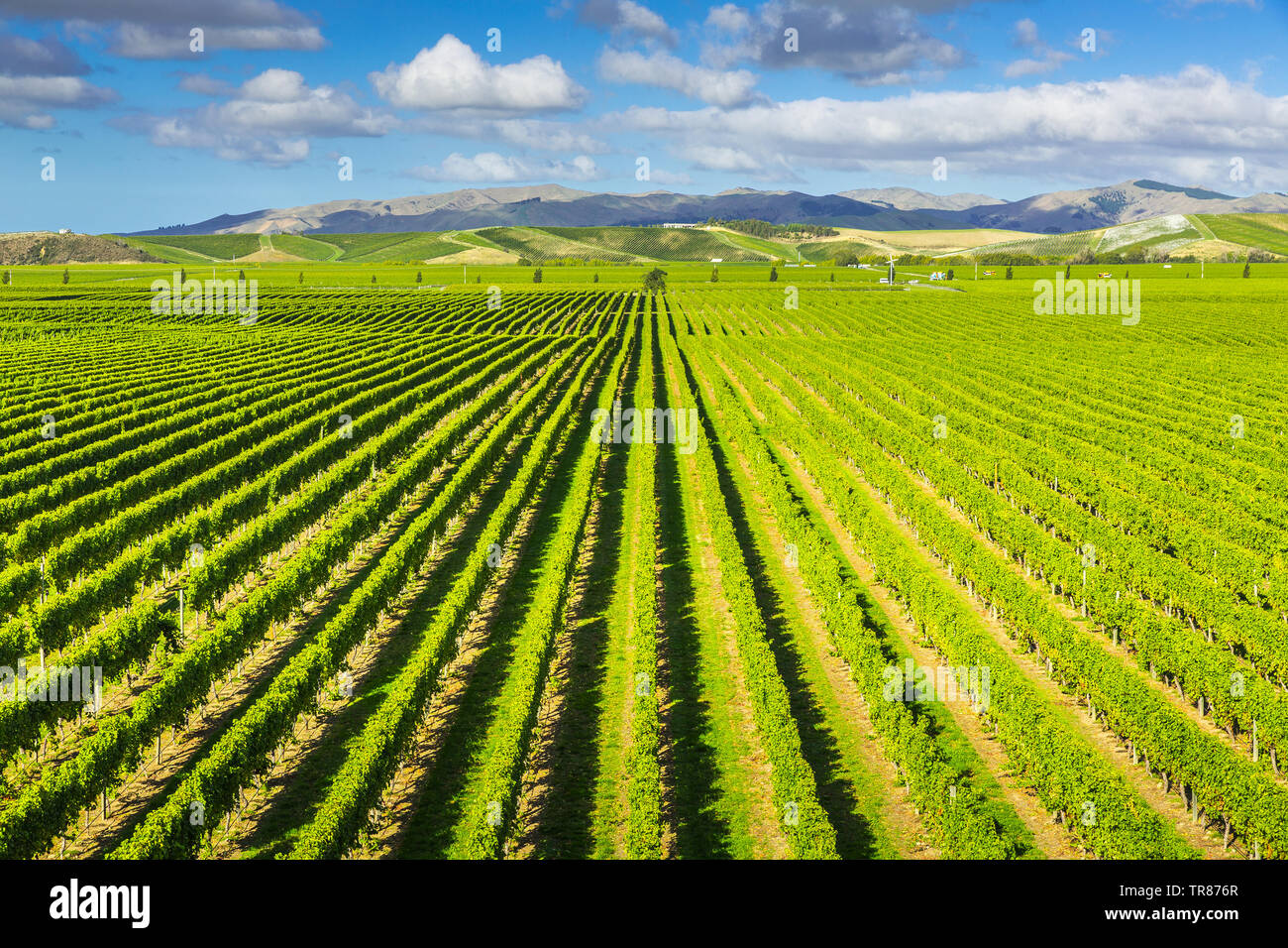 Région vin Marlborough, Nouvelle-Zélande Banque D'Images