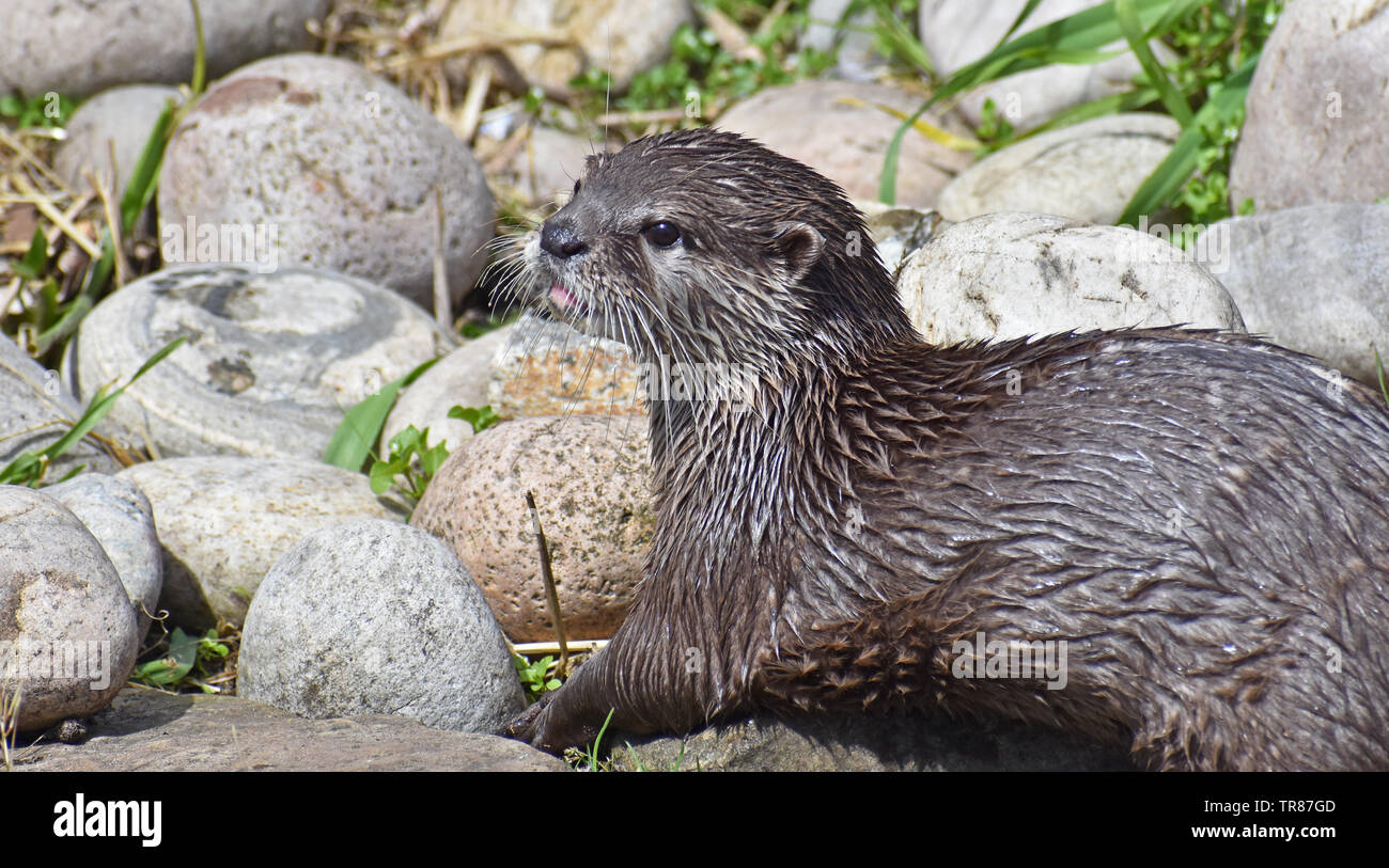 Loutre d'Asie à onglet court. Banque D'Images