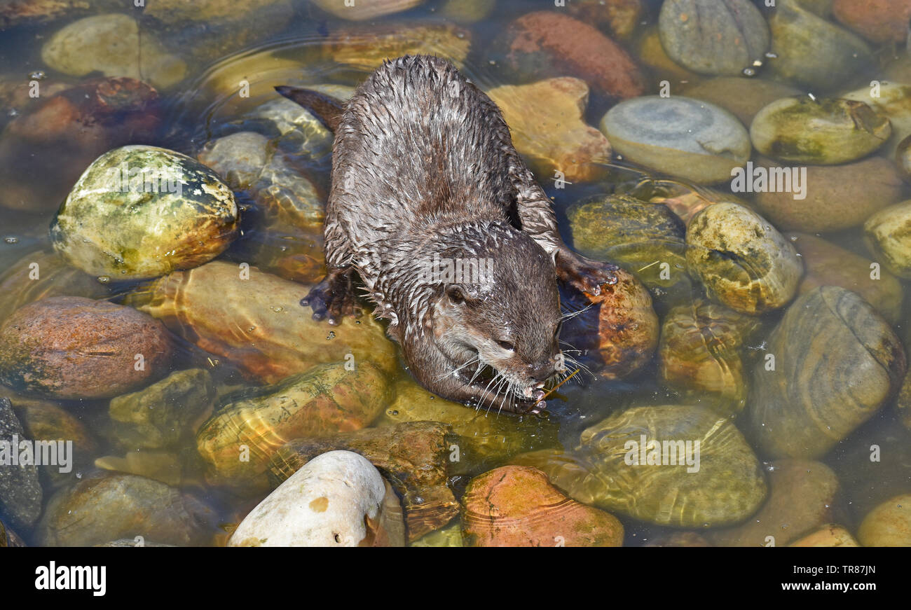 Loutre d'Asie à onglet court. Banque D'Images