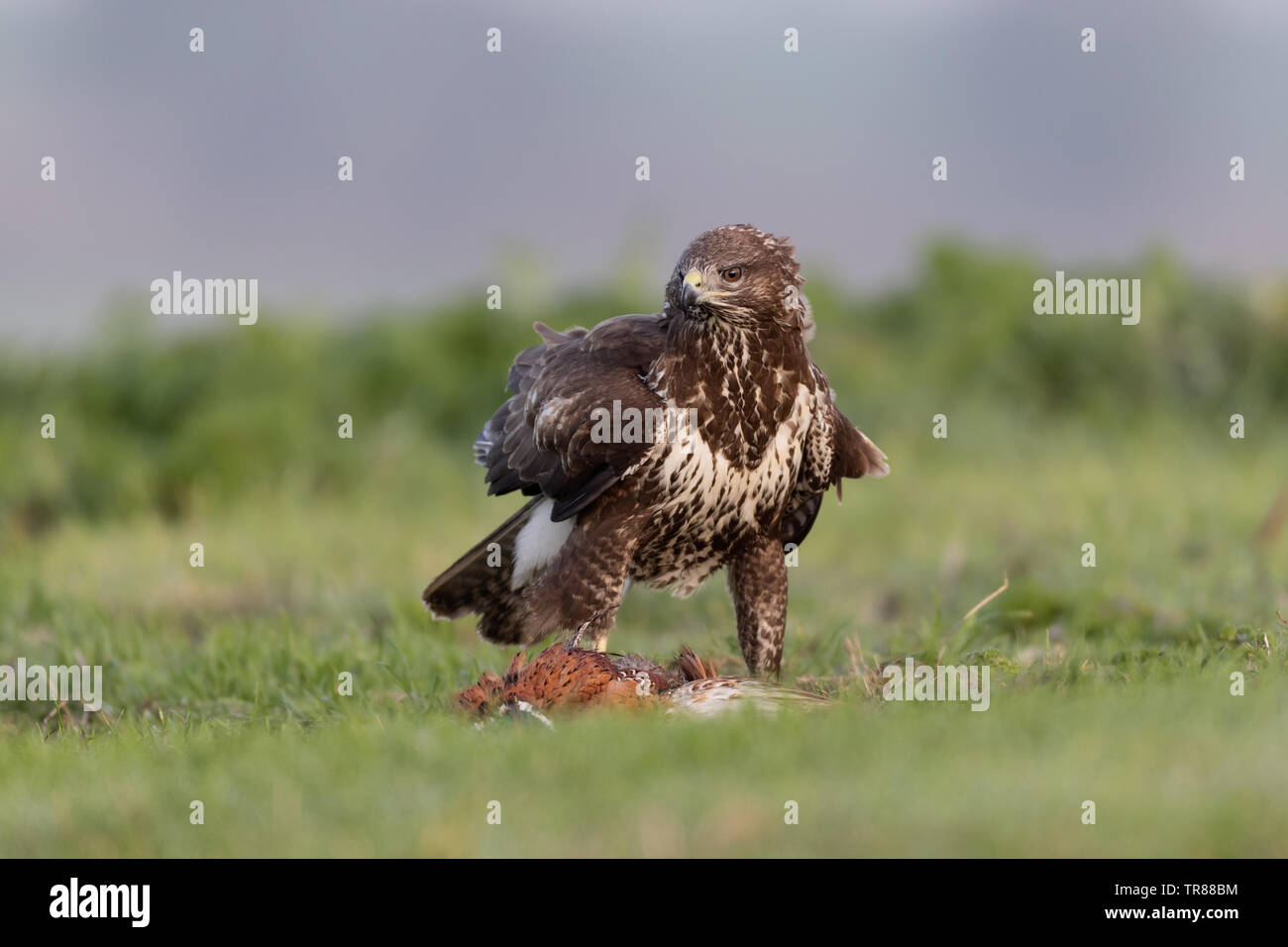 Buse variable (Buteo buteo) se nourrissant de proies et la protection (faisan) Banque D'Images