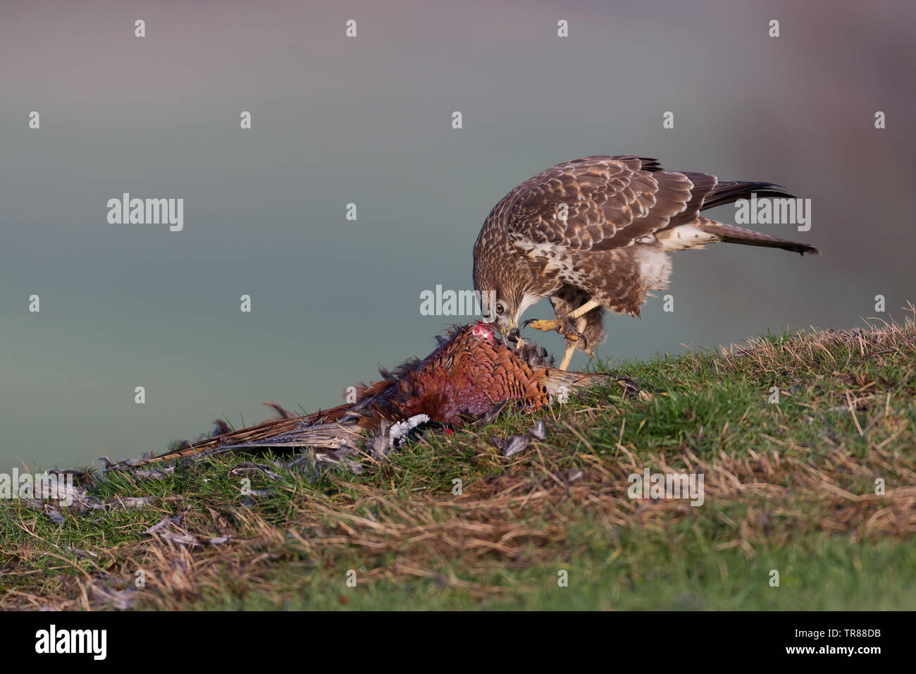 Buse variable (Buteo buteo) se nourrissant de proies et la protection (faisan) Banque D'Images