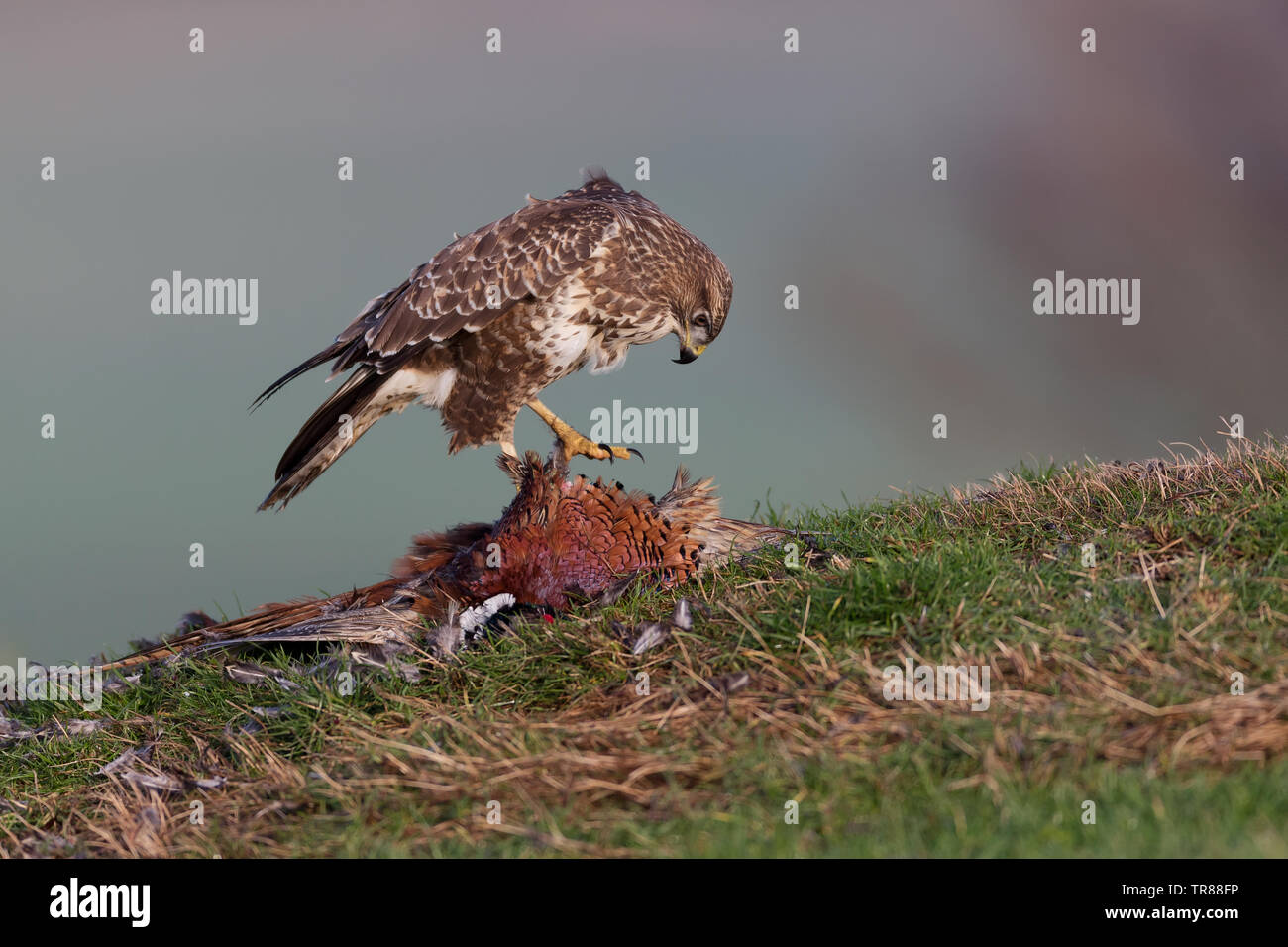 Buse variable (Buteo buteo) se nourrissant de proies et la protection (faisan) Banque D'Images