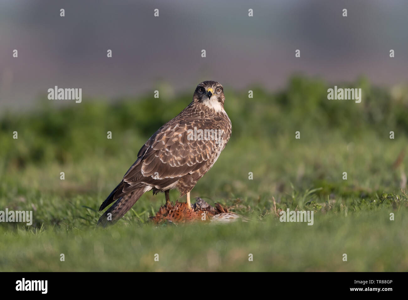 Buse variable (Buteo buteo) se nourrissant de proies et la protection (faisan) Banque D'Images