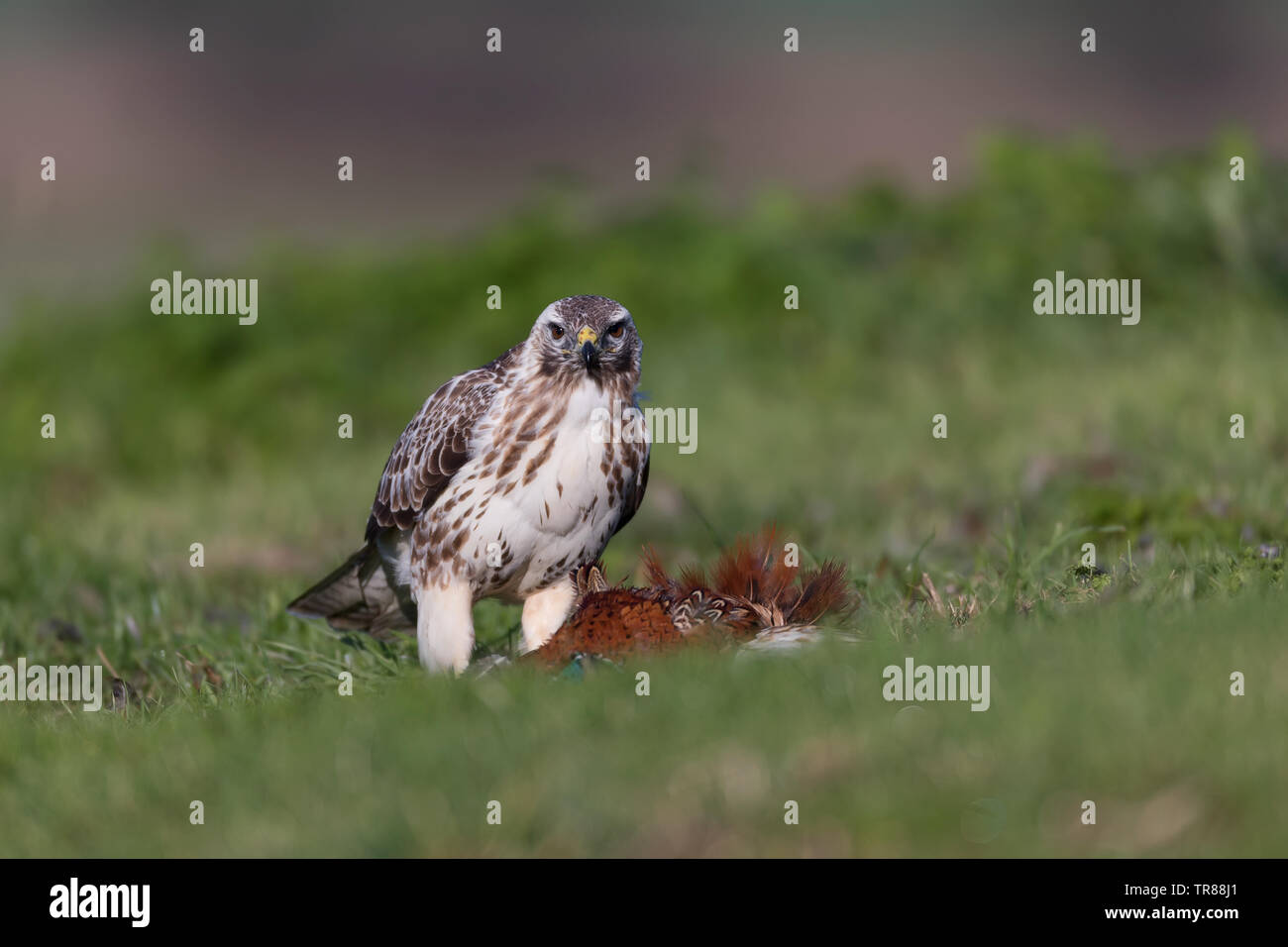 Buse variable (Buteo buteo) se nourrissant de proies et la protection (faisan) Banque D'Images