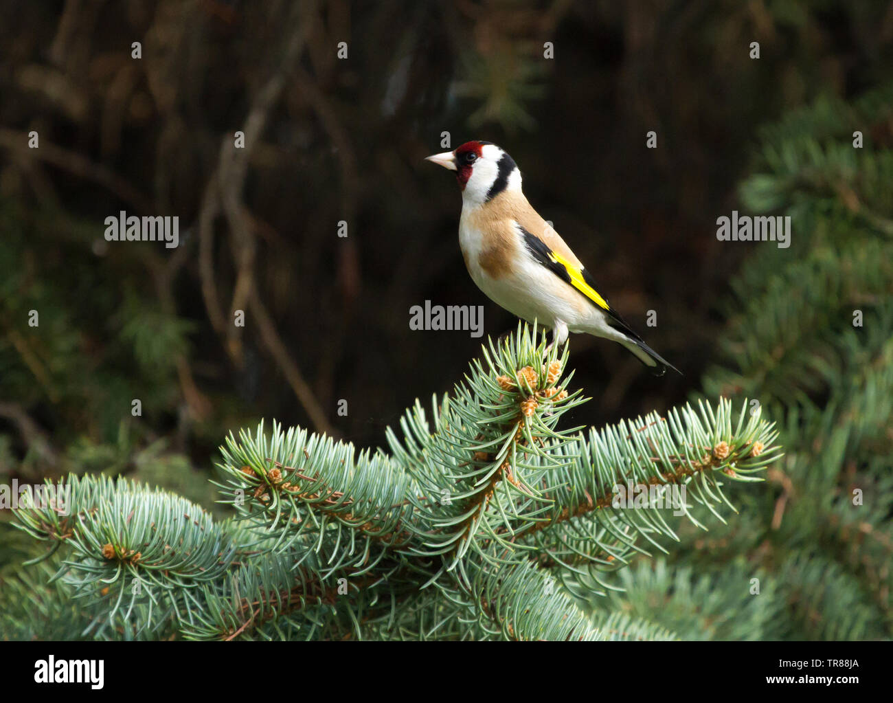 Chardonneret élégant (Carduelis carduelis) assis sur la branche de sapin Banque D'Images