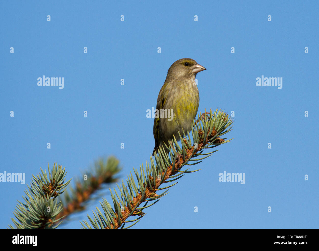 Verdier d'Europe (Chloris chloris) femmes assis sur la branche de sapin Banque D'Images