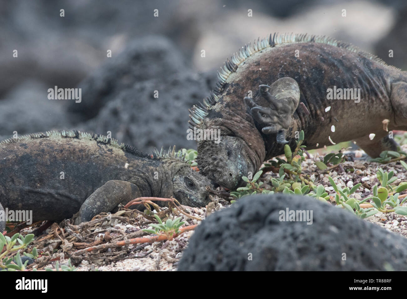 Iguanes marins (Amblyrhynchus cristatus) dénigrement de leurs têtes ensemble dans un combat territorial sur une étendue de plage dans les îles Galapagos, en Équateur. Banque D'Images