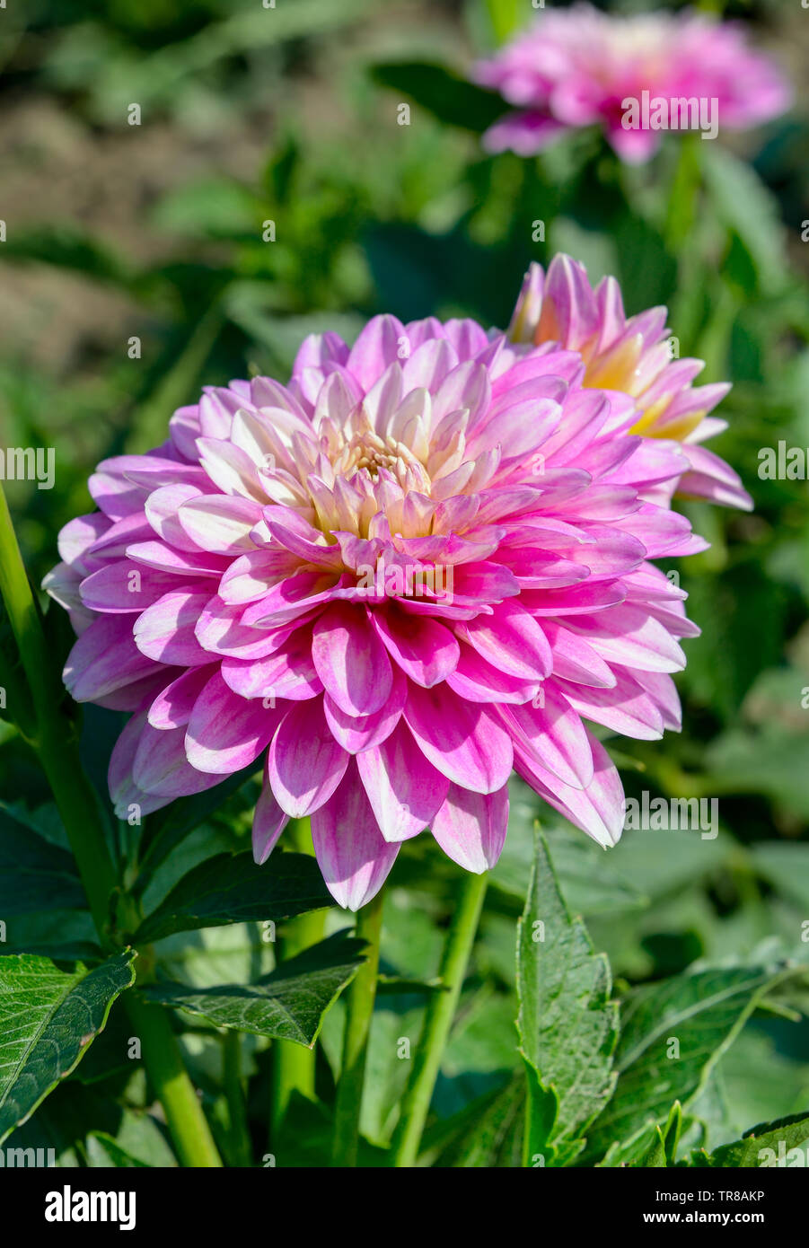 Dahlia sur fond de fleurs. L'accent sur fleur. Profondeur de champ. Banque D'Images