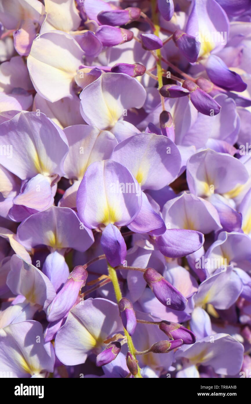 Close-up de glycine mauve fleur dans un jardin Banque D'Images