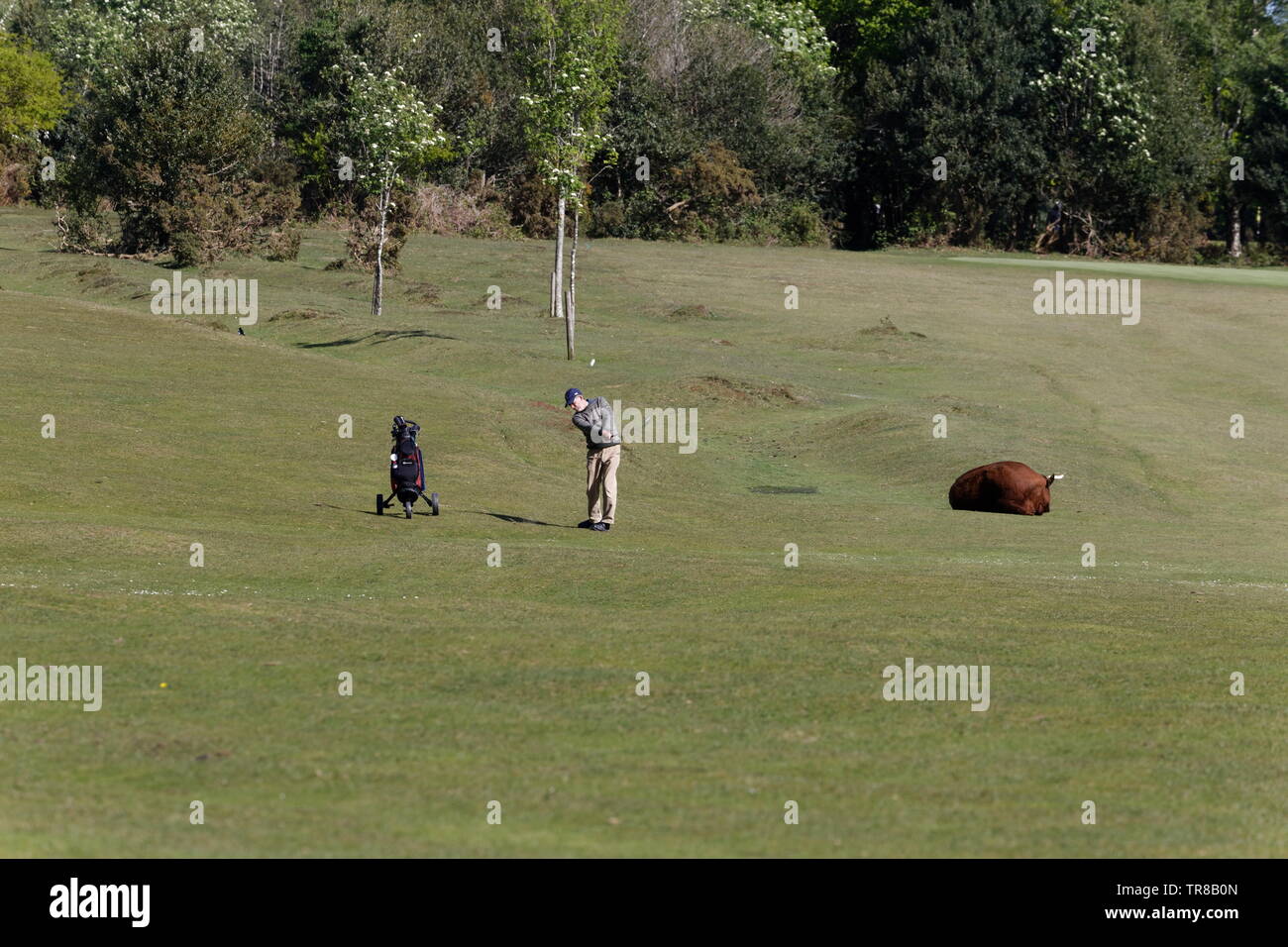 Hits golfeur une balle de golf parmi le bétail sur un golf dans la New Forest dans le Hampshire Banque D'Images