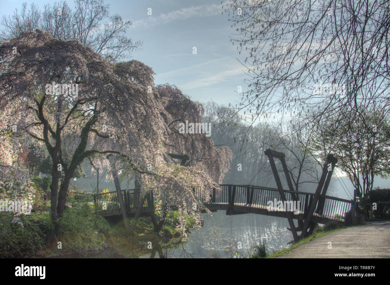 Les fleurs de cerisier au printemps par le pont Van Gogh sur le lac Anne en Reston, VA, USA. Banque D'Images