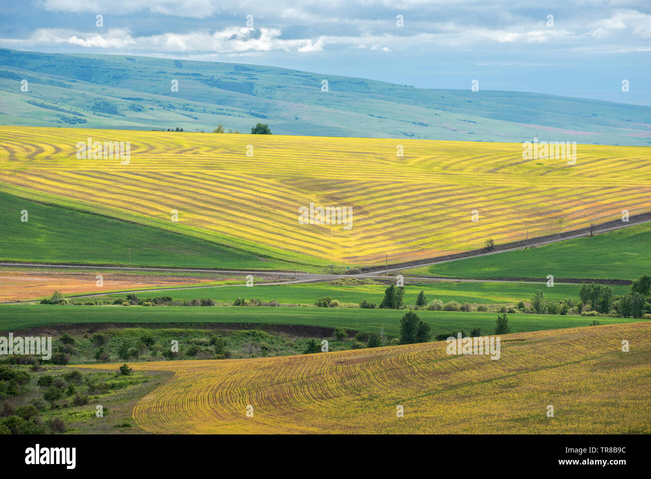 Traverser des routes et des champs de blé dans la région de Umatilla Comté (Oregon). Banque D'Images