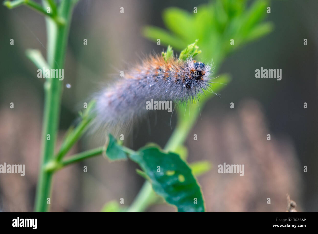 Femme Fox Moth chenille s'accroche à la végétation tout en mangeant lors d'une fraîche matinée de printemps. Banque D'Images