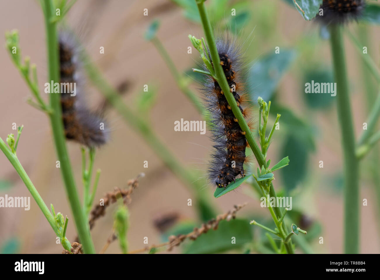 Fox Moth chenille s'accroche à la végétation tout en mangeant lors d'une fraîche matinée de printemps. Banque D'Images