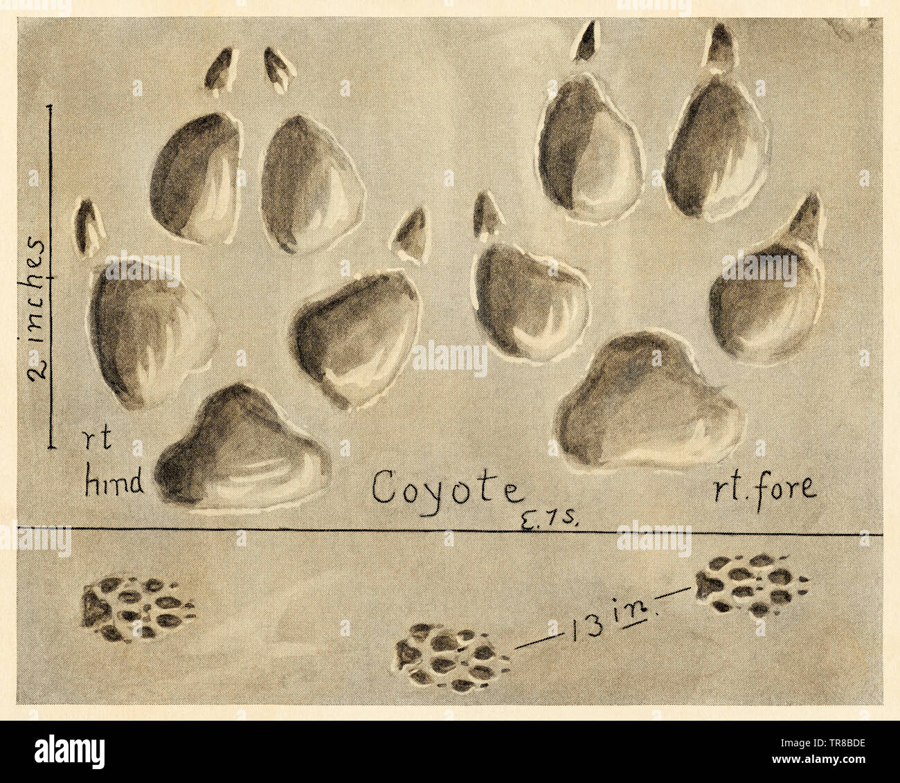 Les traces des coyotes. Reproduction de demi-teinte d'une illustration d'Ernest Thompson Seton Banque D'Images