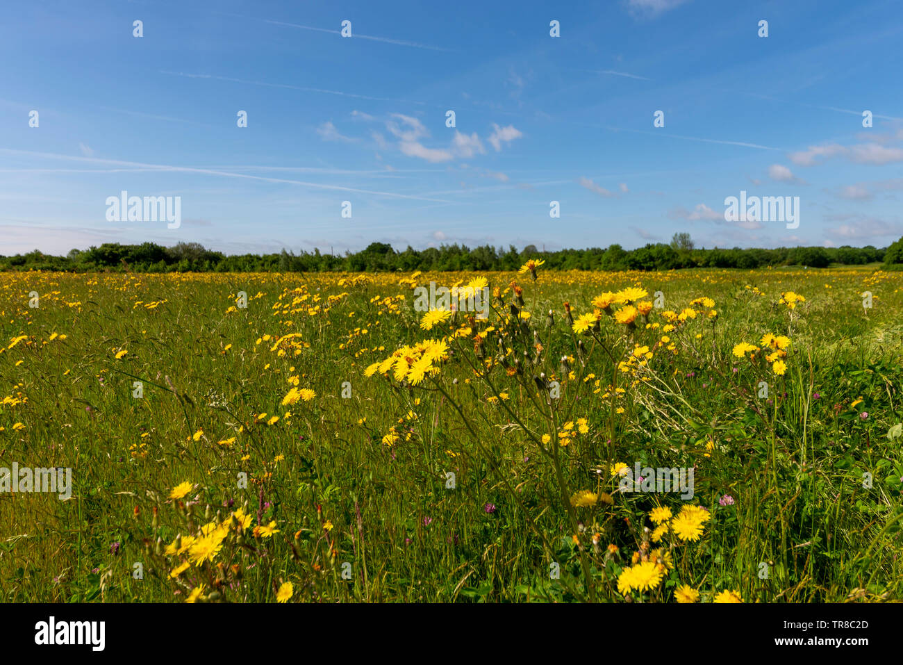 Champ de pissenlits prairie Cherry Orchard Jubilee Country Park, Rochford Country Park, Southend, Essex, Royaume-Uni. Wildlife Park dans la vallée du Gardon Banque D'Images