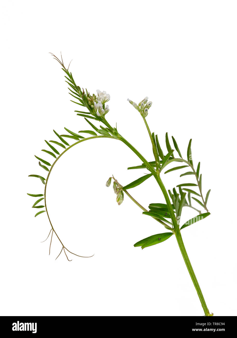 Feuillage vert, brun et vrilles petit blanc rayé violet fleurs de la culture d'engrais vert annuel, Vicia hirsuta, hairy tare, sur un fond blanc Banque D'Images