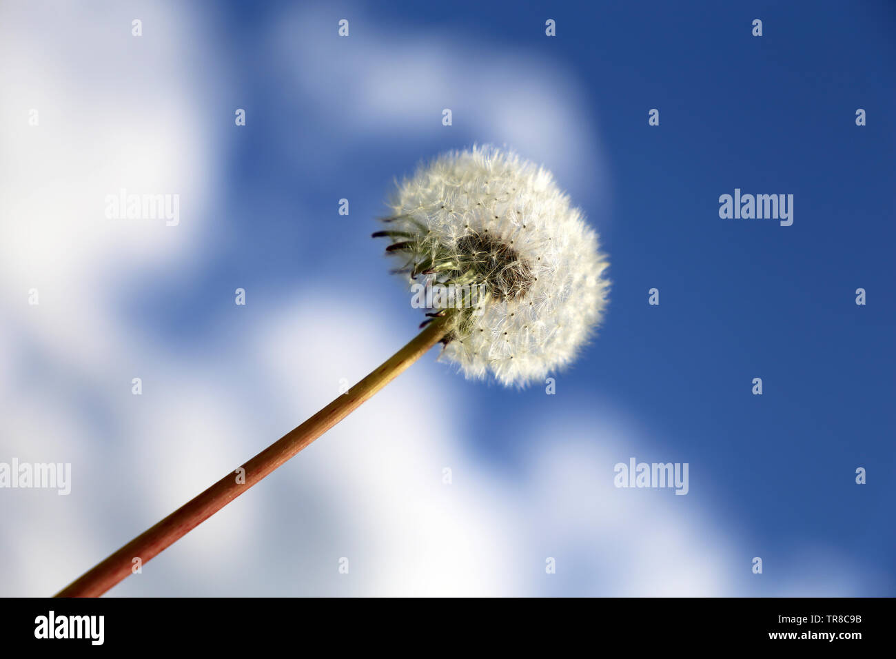 Graines de pissenlit contre le ciel bleu avec des nuages blancs. Beau pissenlit, prêt à voler Banque D'Images