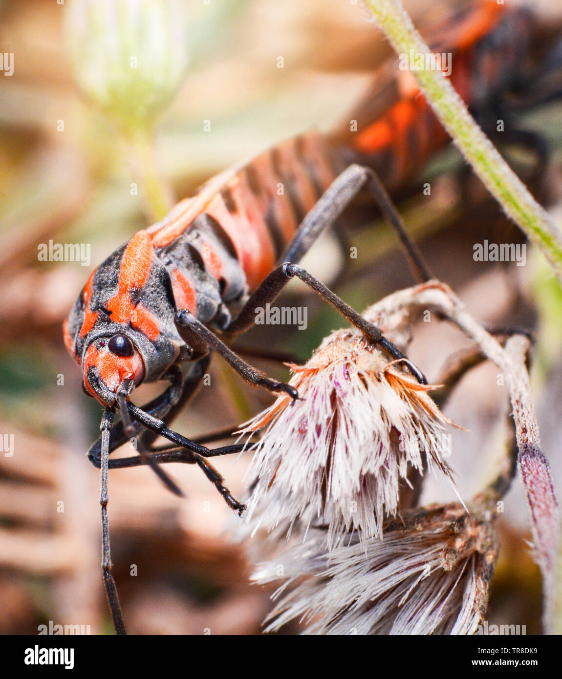 Bug rouge et orange sur les insectes d'accouplement sur l'arbre plante nature background Banque D'Images