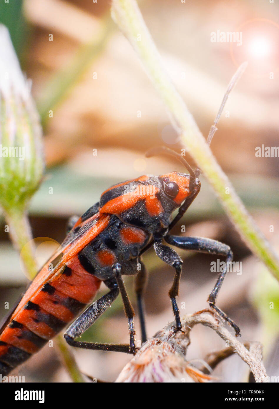 Bug rouge et orange sur les insectes d'accouplement sur l'arbre plante nature background Banque D'Images