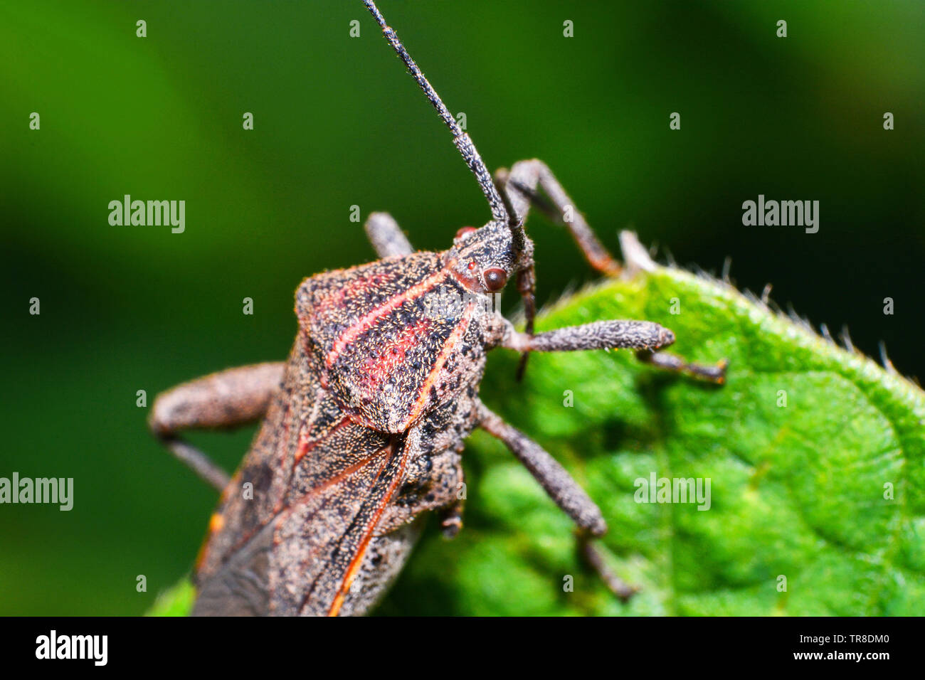 Close up Coreid bug sur arbre plante nature sur fond vert / Squash bug Banque D'Images