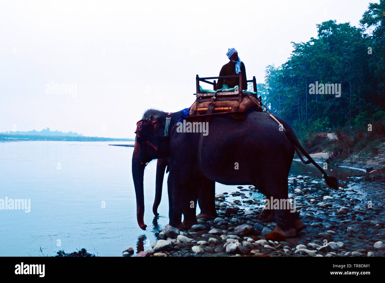 Mahout et son éléphant d'Asie, Népal Banque D'Images