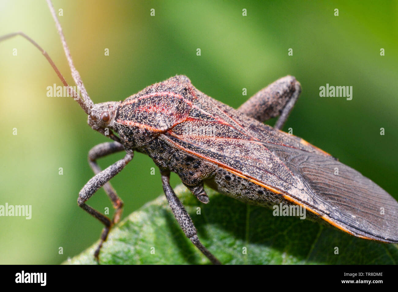 Close up Coreid bug sur arbre plante nature sur fond vert / Squash bug Banque D'Images