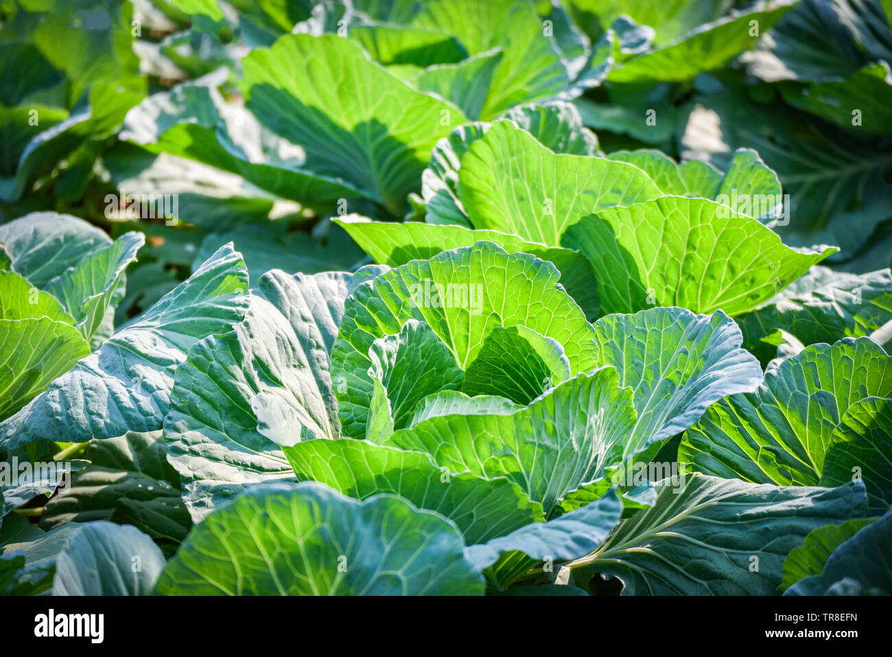Champ de choux légumes du jardin agriculture Asie Banque D'Images