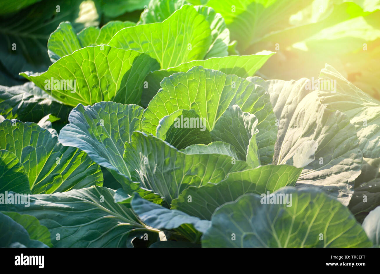 Champ de choux légumes du jardin agriculture Asie Banque D'Images