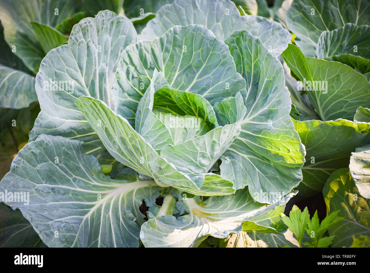Champ de choux légumes du jardin agriculture Asie Banque D'Images