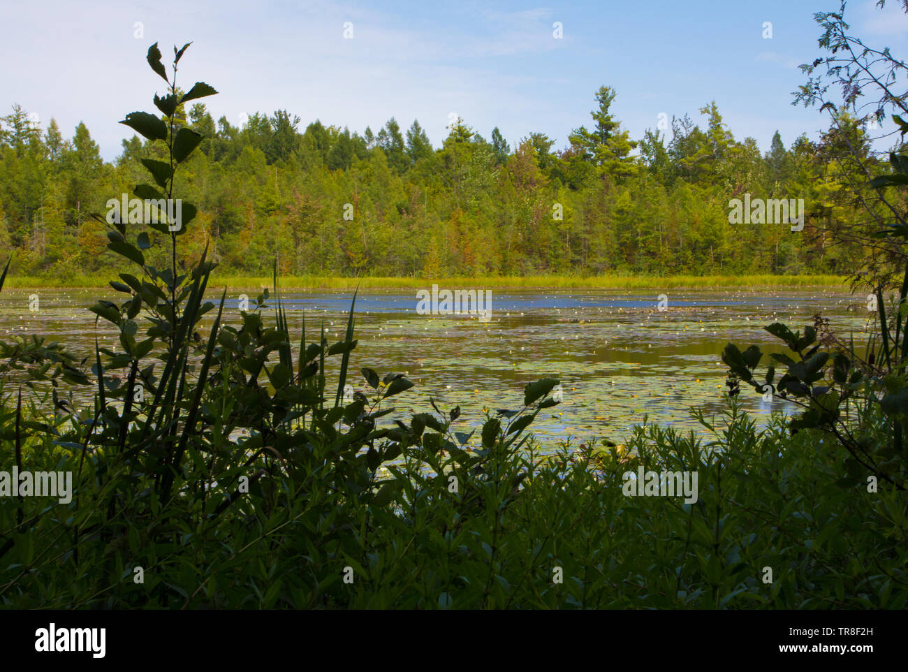 Préserver le lac Pyatt, Minervois, au Michigan Banque D'Images