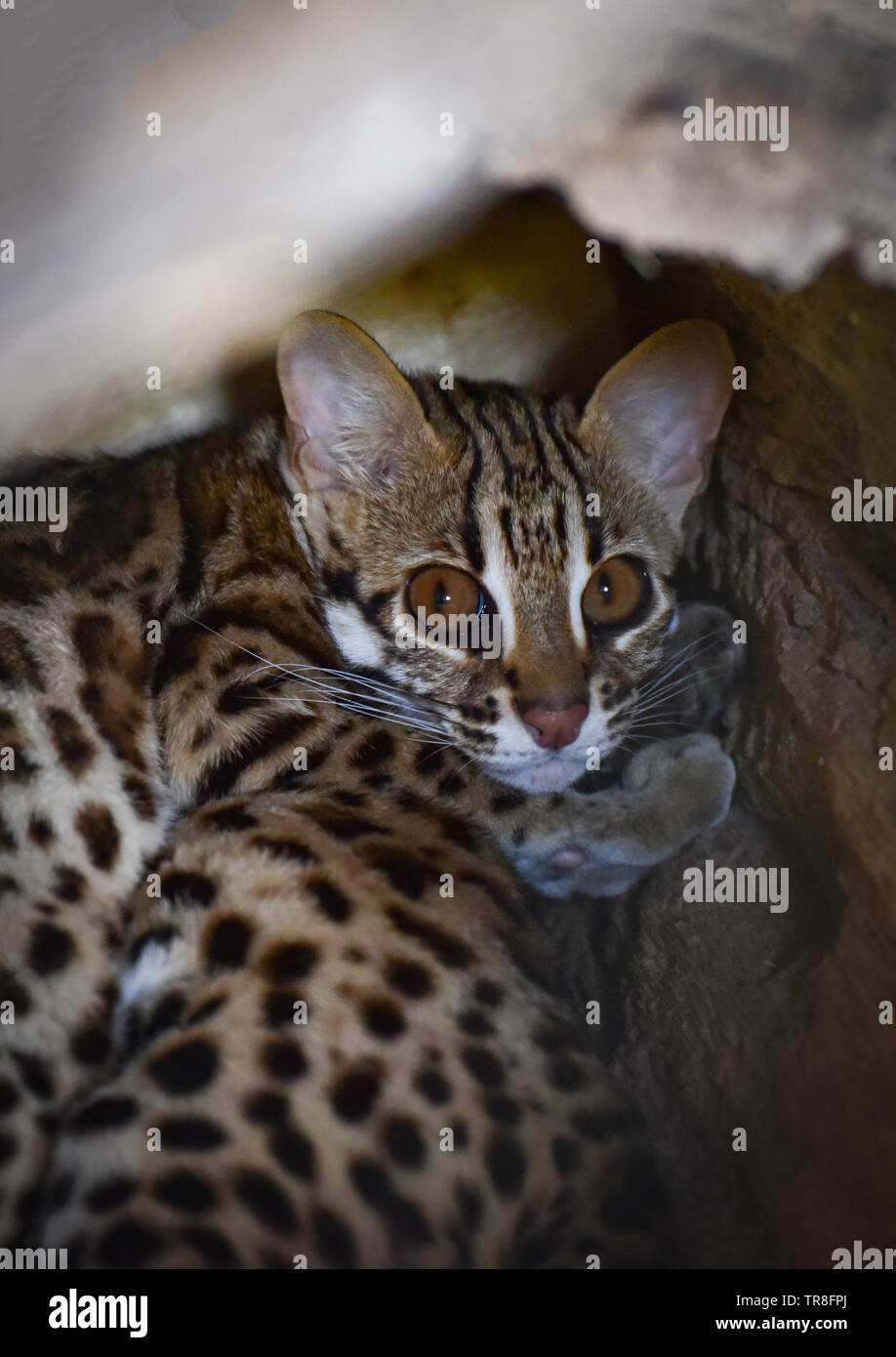 Chat-léopard dans le parc national / wild cat lying on hollow log - Prionailurus bengalensis Banque D'Images