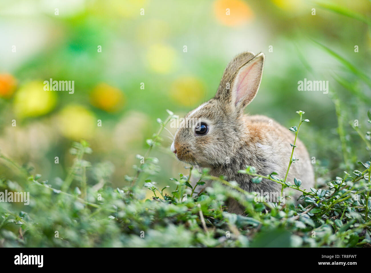Lapin mignon assis sur champ vert prairie printemps / lapin de Pâques chasse aux oeufs de pâques à l'herbe et de fleurs piscine nature background Banque D'Images