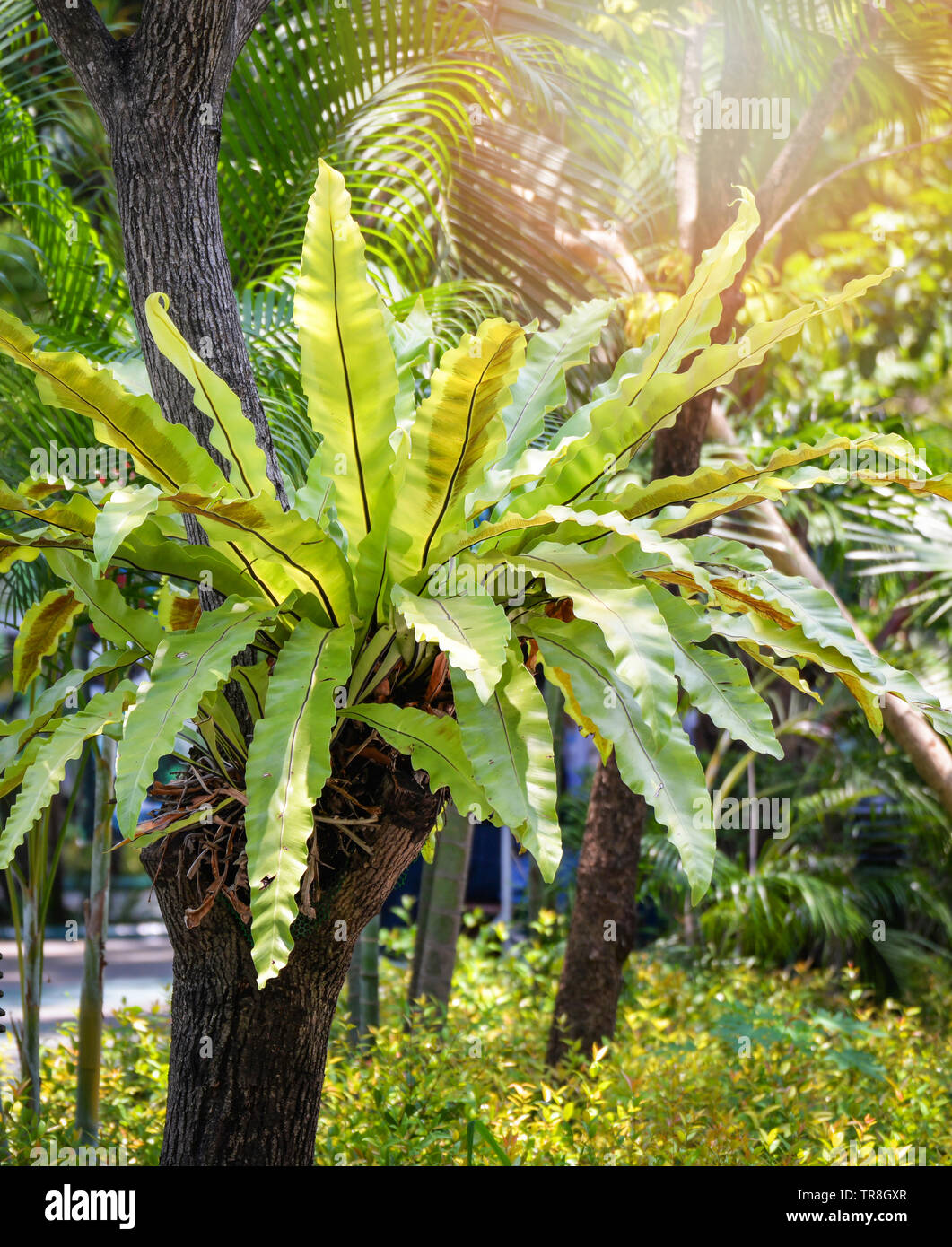 Vert feuilles de fougère nid d'oiseau de plus en plus de plantes tropicales sur l'arbre du jardin parc d'été / Asplenium nidus Banque D'Images