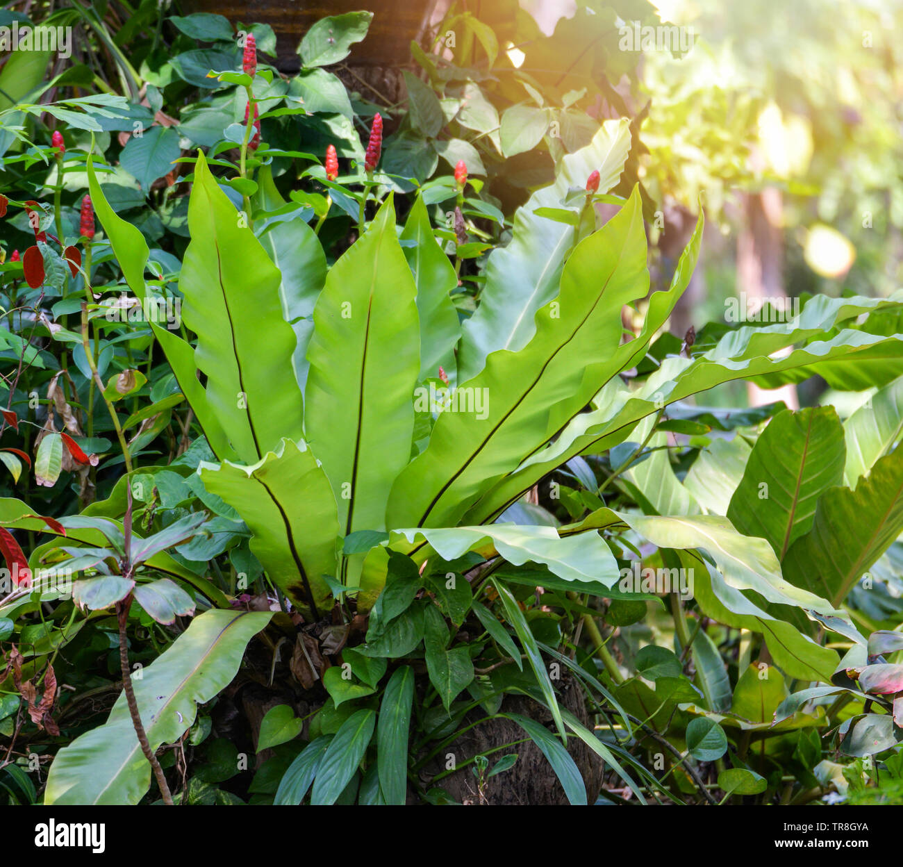 Nid de fougères poussant sur le jardin des plantes tropicales / feuilles vertes de Bird's Nest fern décorer sur l'arbre au printemps parc d'été - Asplenium nidus Banque D'Images