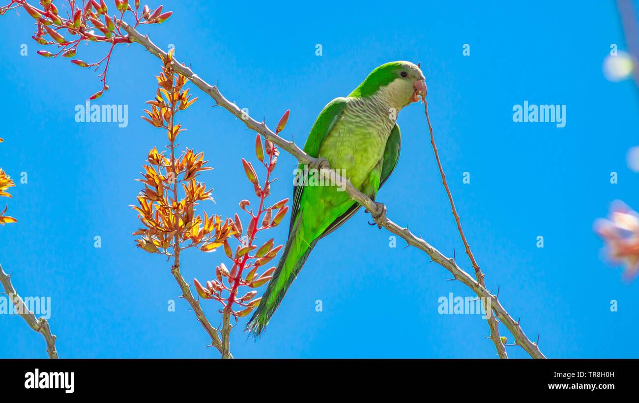 Perroquet vert sur une branche sur le Mexique Banque D'Images