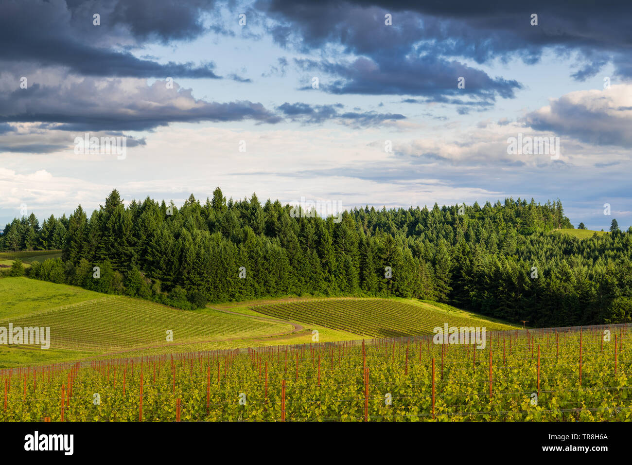 La lumière dorée du coucher du soleil illumine un paysage de vignobles en contraste avec la forêt luxuriante, dans l'Oregon Willamette Valley Wine Country Banque D'Images