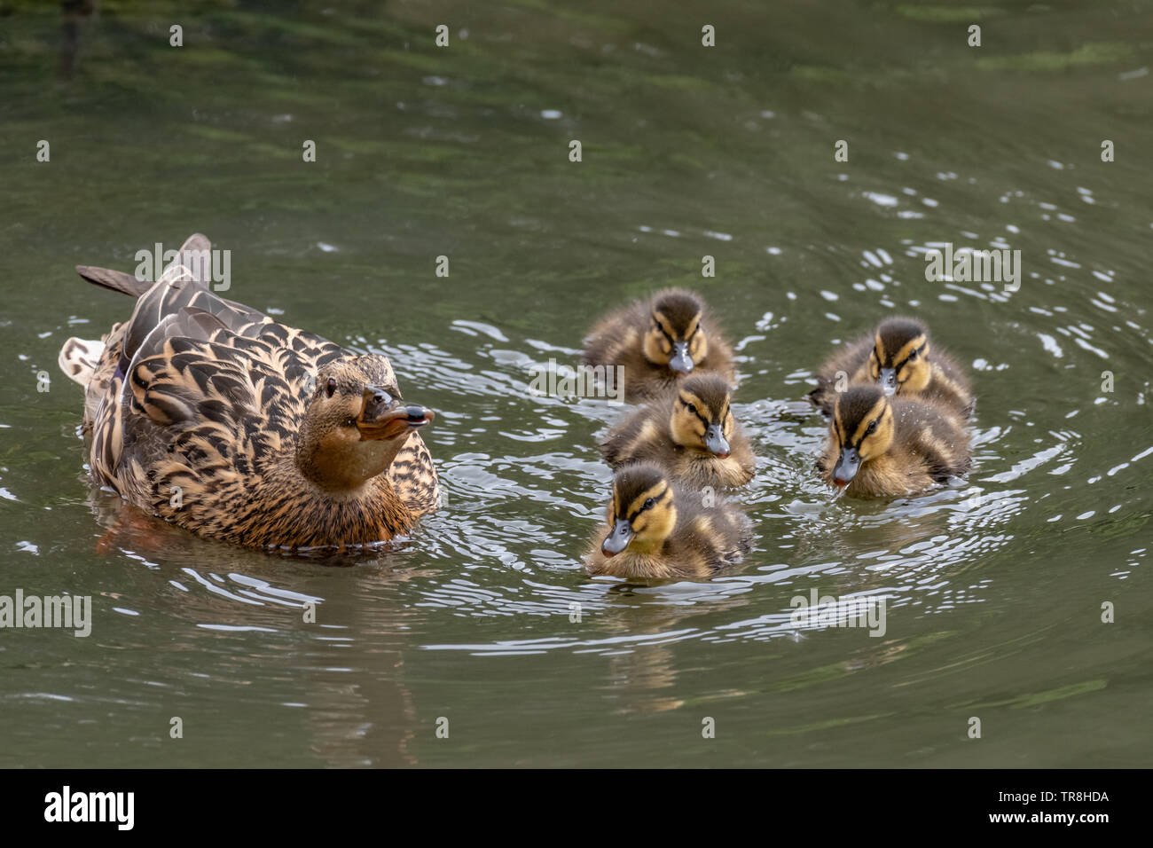 Canard colvert (Anas platyrhynchos) avec les canetons sur l'eau Banque D'Images