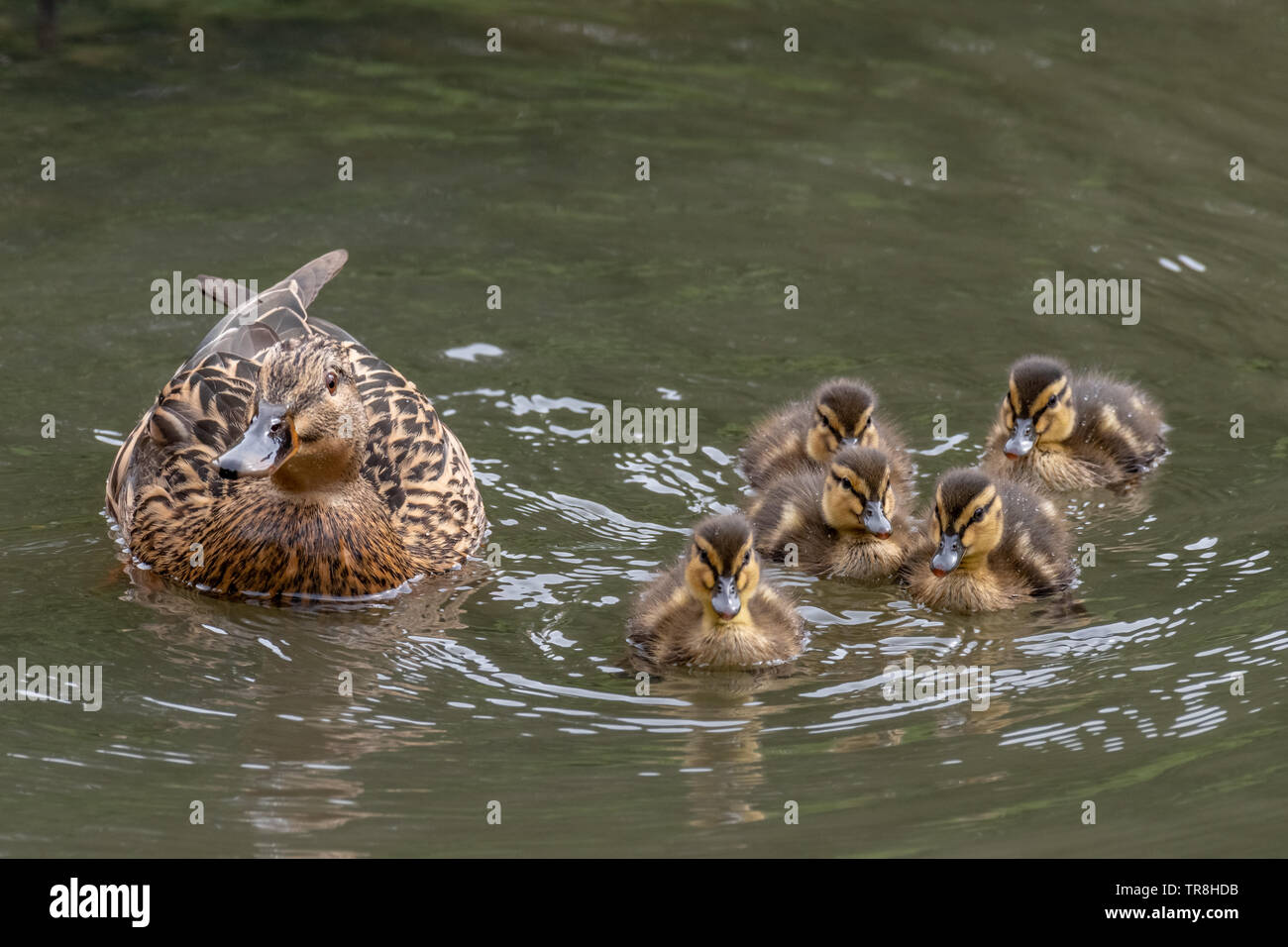 Canard colvert (Anas platyrhynchos) avec les canetons sur l'eau Banque D'Images