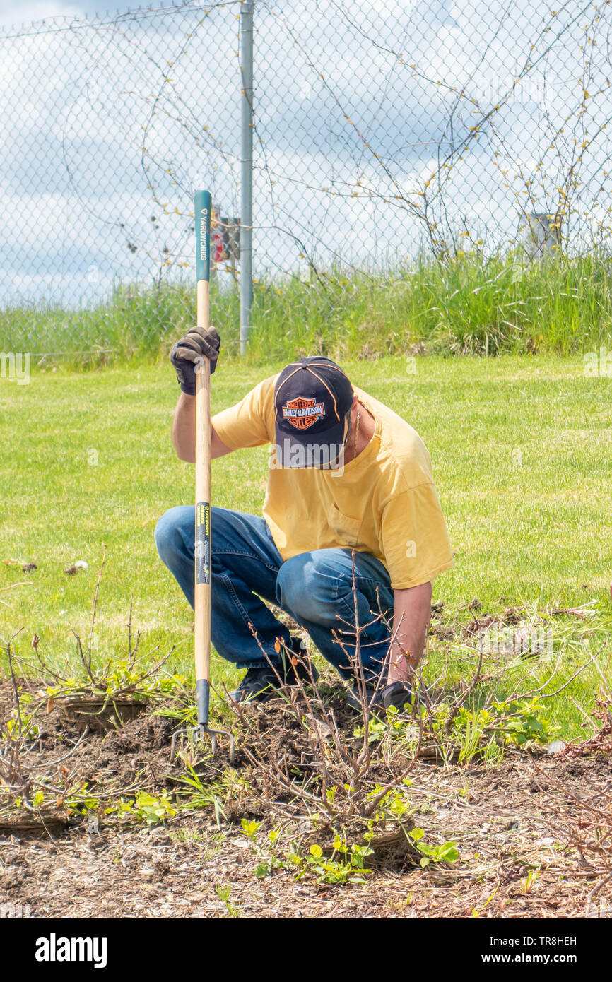 Homme travaillant dans le jardin la préparation du sol pour les semis de printemps. Banque D'Images