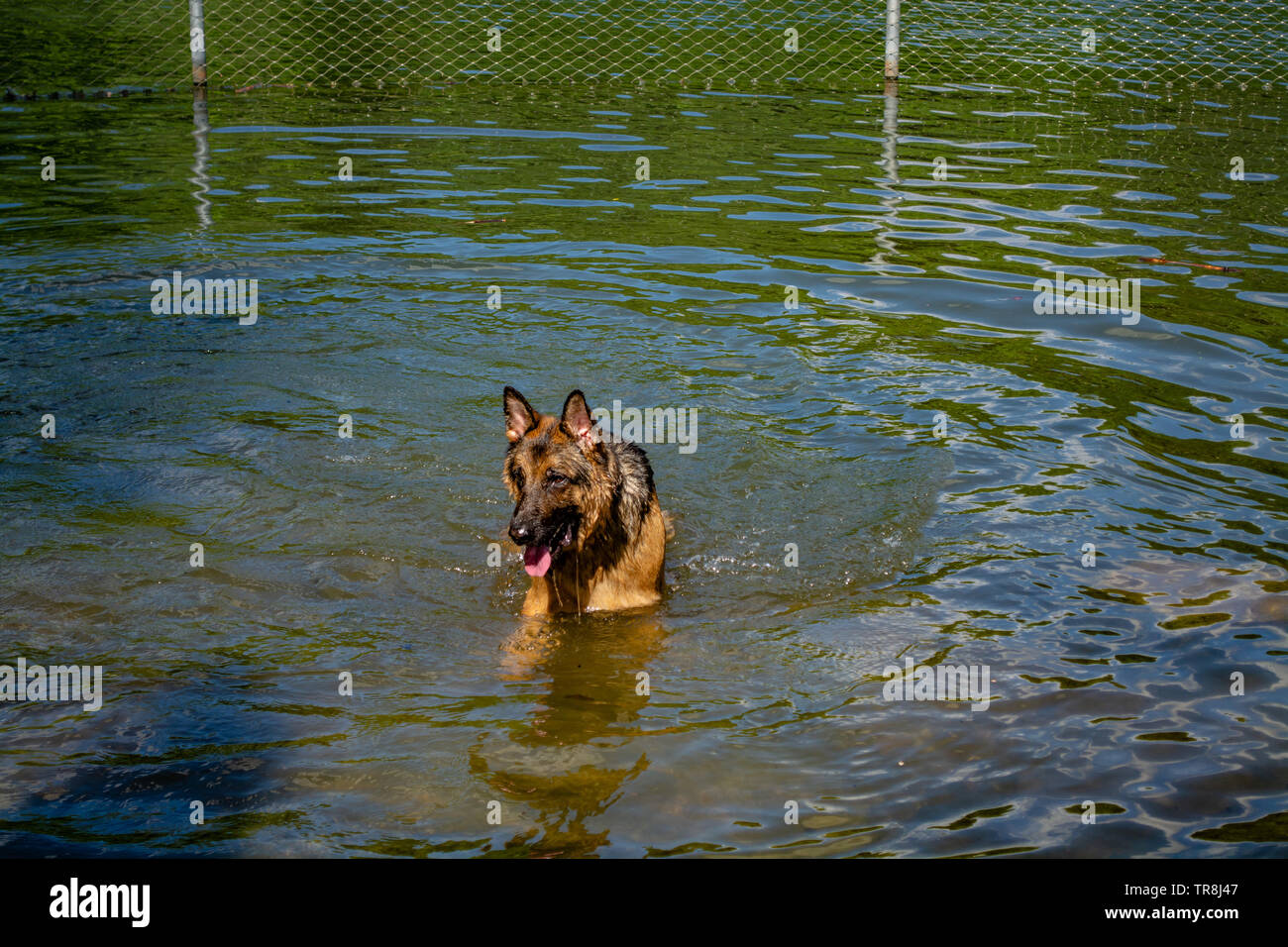Un berger est la natation sur la plage de chien dans la perspective du parc. Banque D'Images