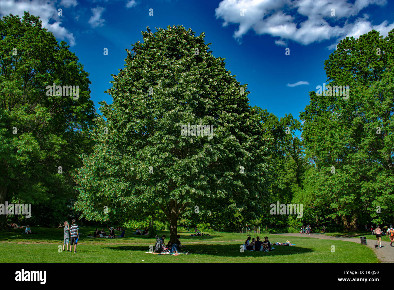 Les gens se reposent à l'ombre des arbres dans le parc Banque D'Images