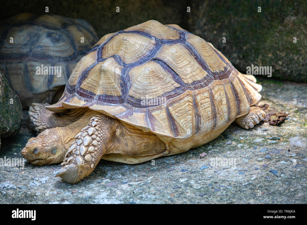 Les espèces de reptiles tortue de la famille des Testudinidae Banque D'Images