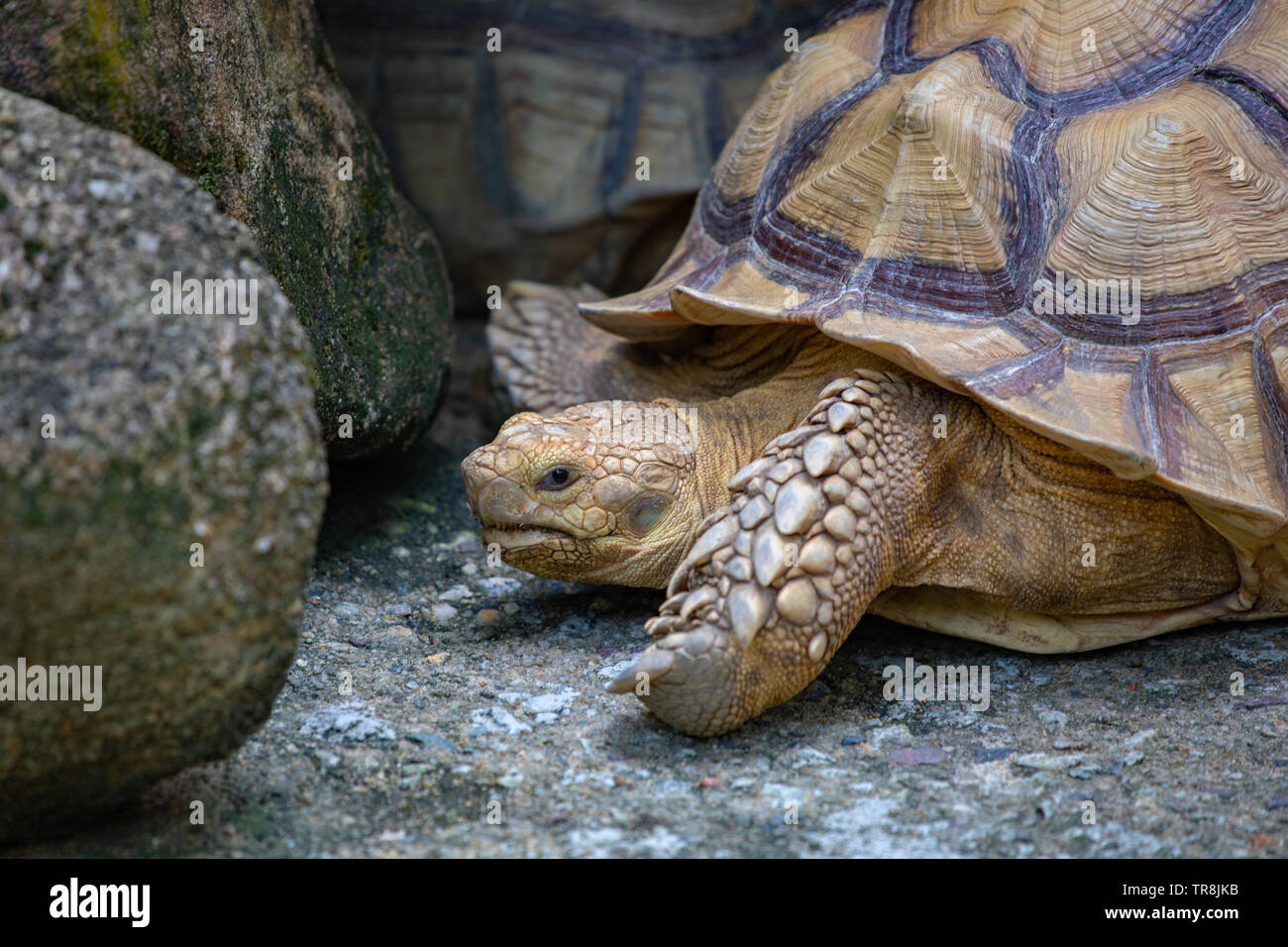Les espèces de reptiles tortue de la famille des Testudinidae Banque D'Images