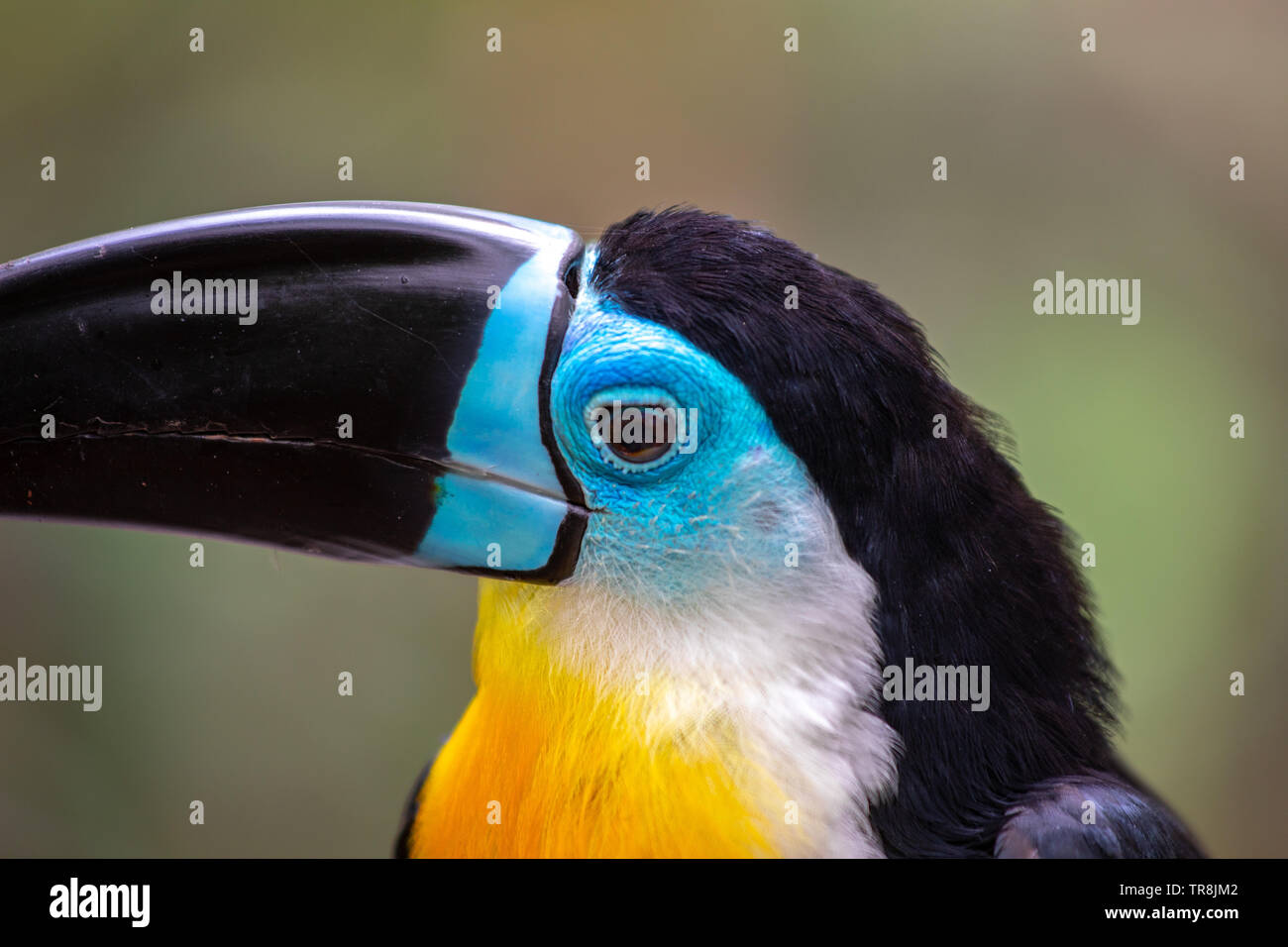 Belle et colorée channel-billed toucan Banque D'Images