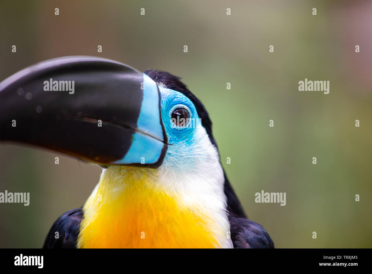 Belle et colorée channel-billed toucan Banque D'Images