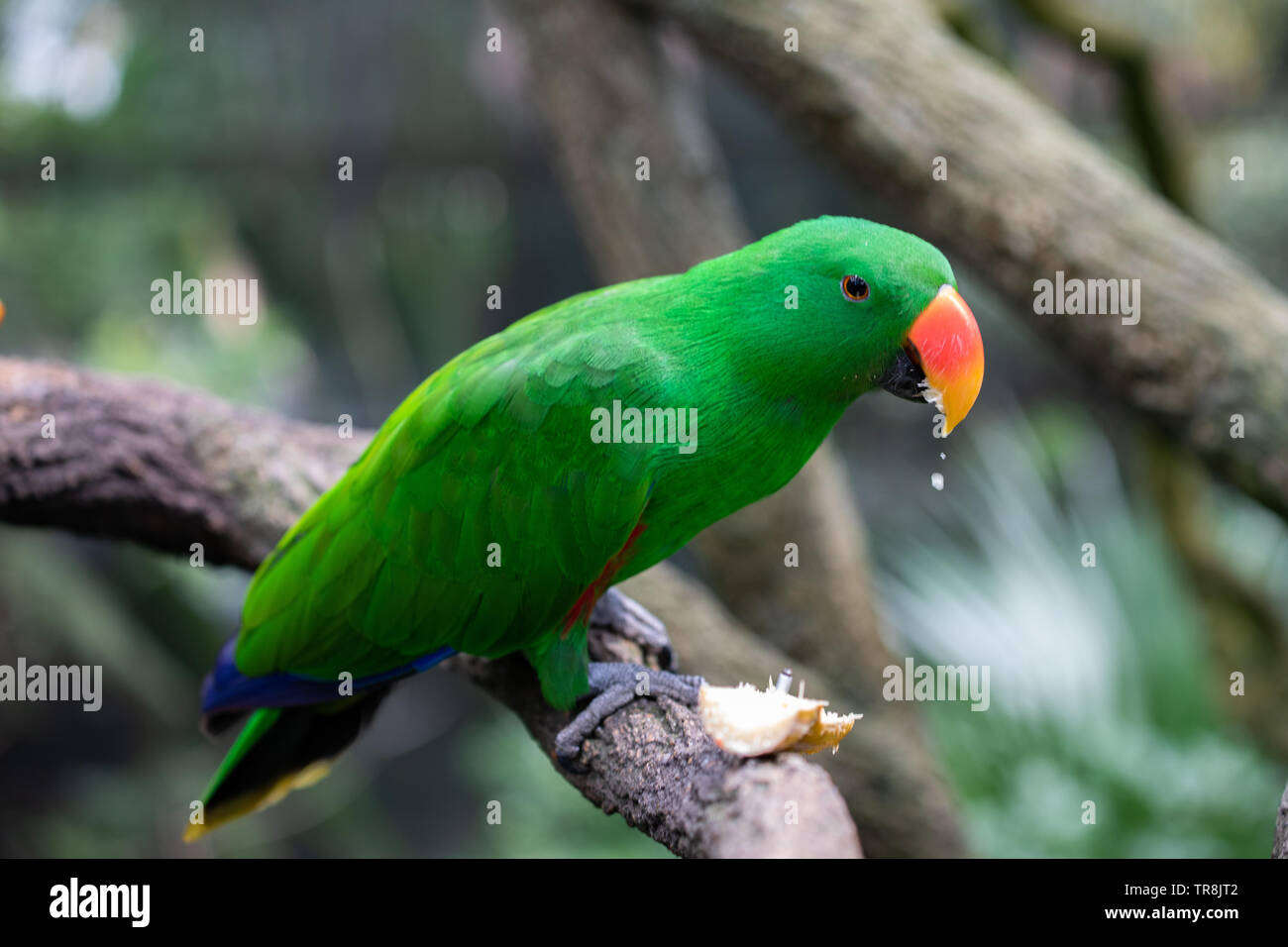 Perroquet eclectus mâle avec un plumage vert émeraude Banque D'Images