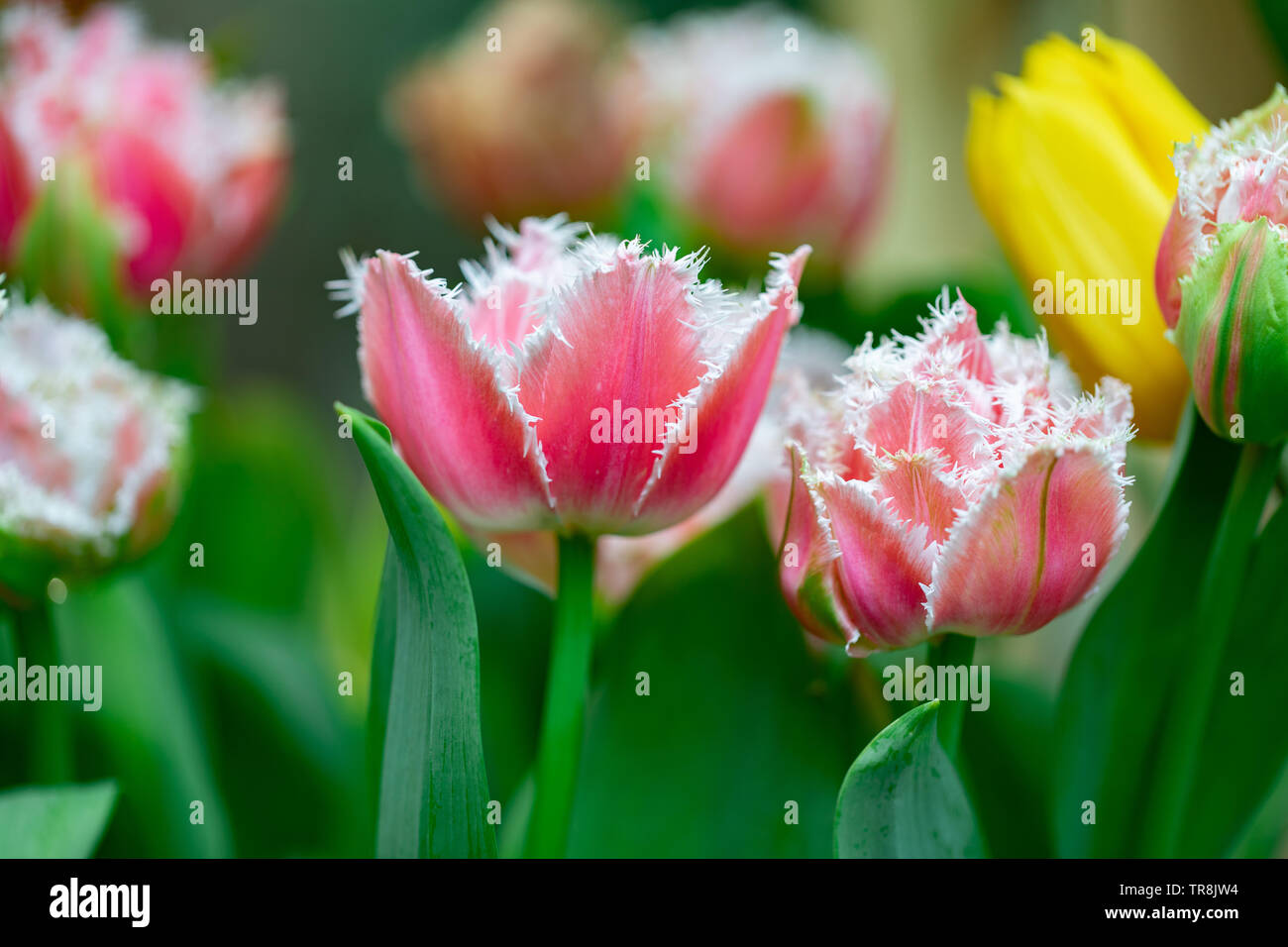 Close-up magnifiques tulipes Banque D'Images