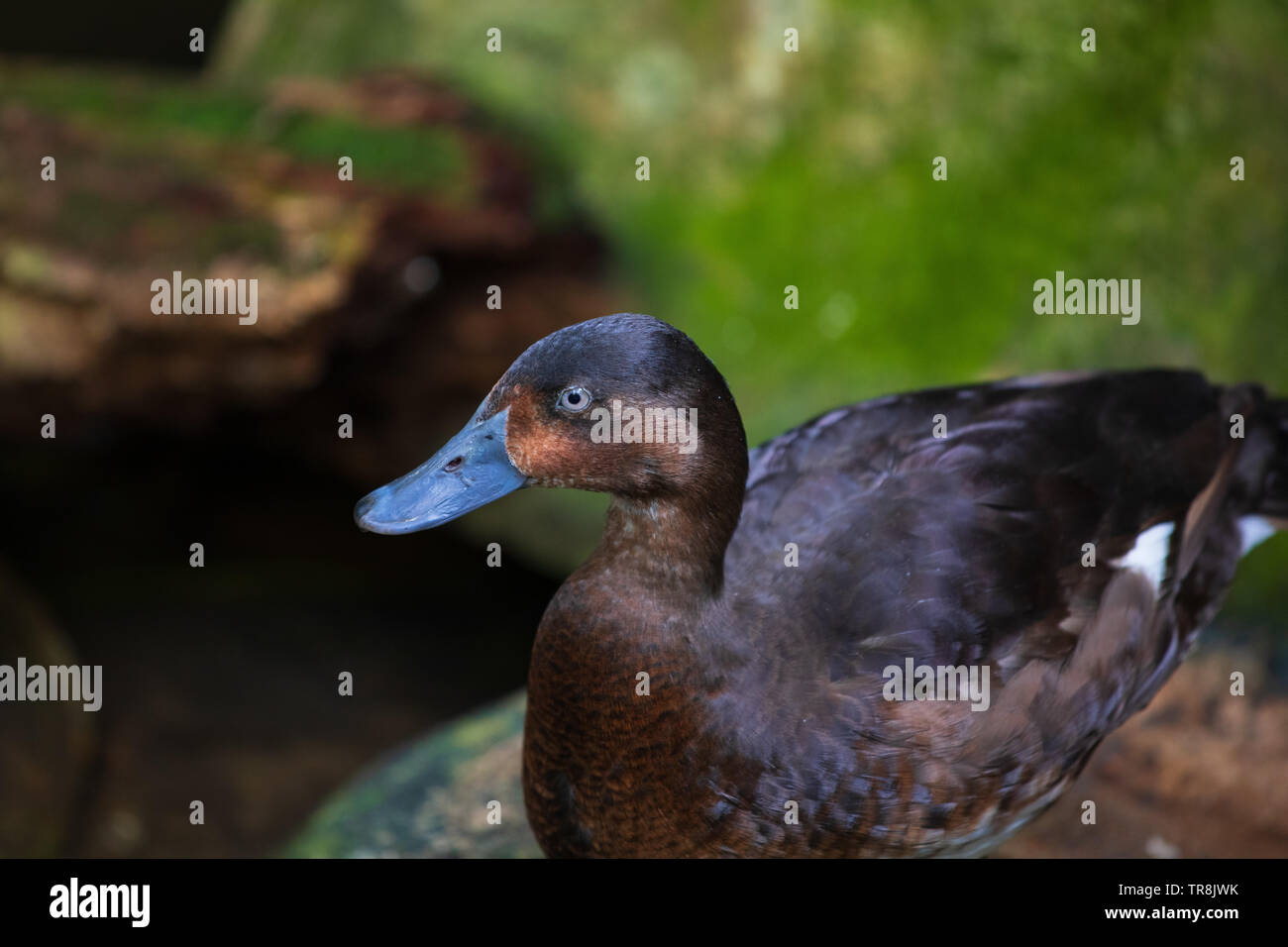 Close-up dark brown canard sauvage Banque D'Images