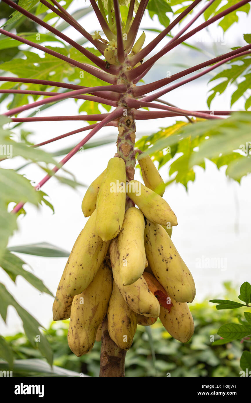 Beau fruit jaune mangue papaye comme Banque D'Images